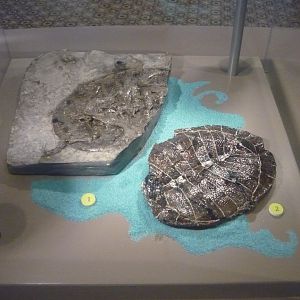 Early Cretaceous turtles of Bernissart, Belgium