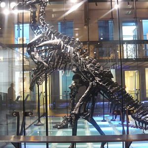 Iguanodon bernissartensis skeleton