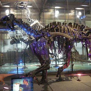 Iguanodon bernissartensis skeleton