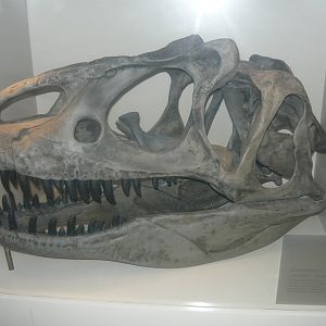 Allosaurus skull (model)