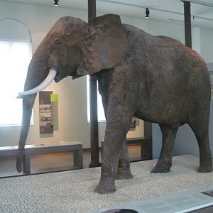African elephant