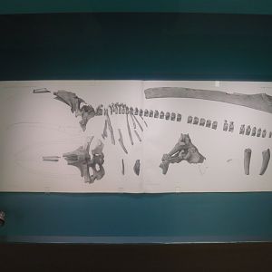 Fossil baleen whale skeleton illustration
