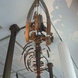 Fossil baleen whale skeleton