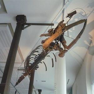 Fossil baleen whale skeleton