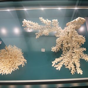 Seriatopora sp. and Acropora sp.