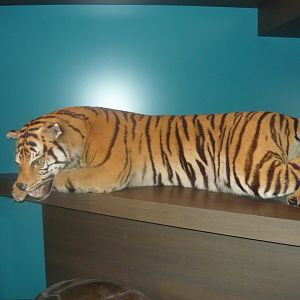 Siberian tiger