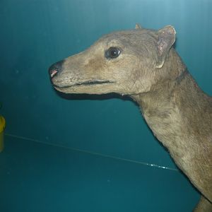 Thylacine