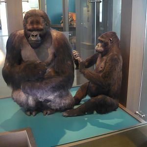 Eastern lowland gorillas