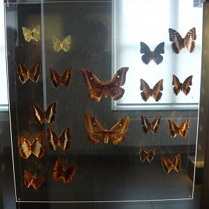 Lepidoptera