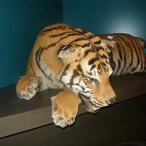 Siberian tiger