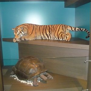 Siberian tiger and Aldabra tortoise