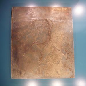 Snake species from Messel Pit