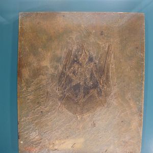 Palaeochiropteryx sp.