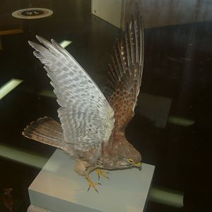 Common kestrel female