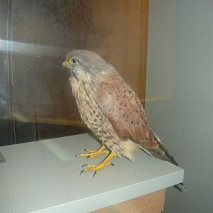 Common kestrel male