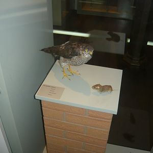 Sparrowhawk and vole