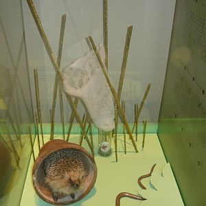 Wildlife in the garden