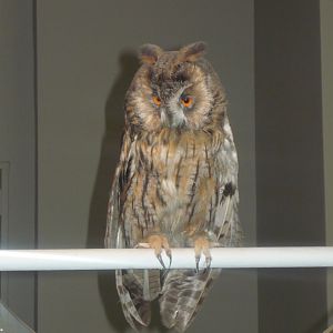 Long-eared owl