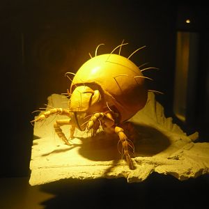 Oribatid mite model