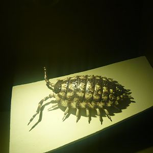 Woodlouse model