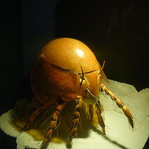 Oribatid mite model