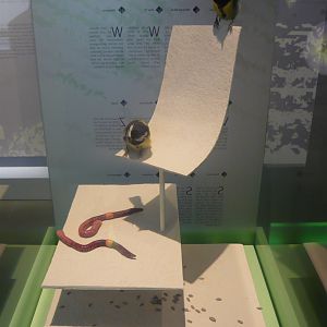 Tits, earthworms and woodlice