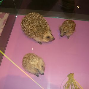West European hedgehogs