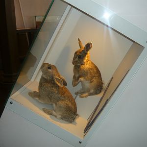 Rabbits