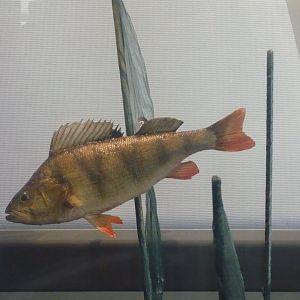 European perch