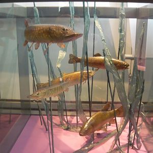 Northern pikes, Brown trouts and Tench