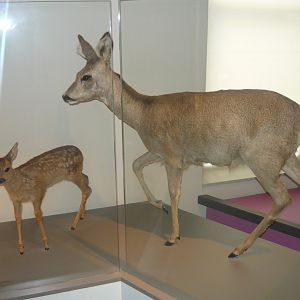 Roe deer with calf
