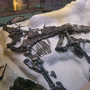 Iguanodon bernissartensis skeleton