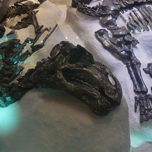 Iguanodon bernissartensis