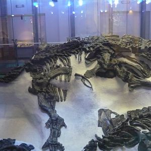 Iguanodon bernissartensis skeleton