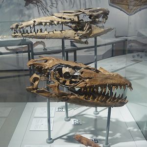 Mosasaur skulls