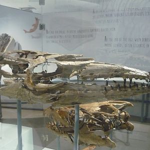 Mosasaurus skull
