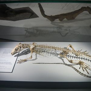 Common tegu skeleton
