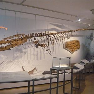 Hainosaurus bernardi