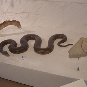 Reticulated python and Pachyrhachis