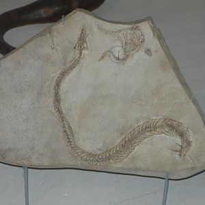 Pachyrhachis problematicus