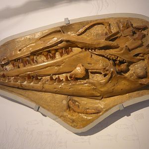 Mosasaur skull