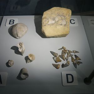 Cretaceous marine life fossils