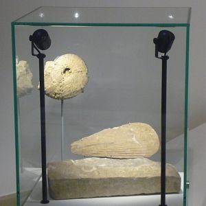 Ammonite and Bivalve