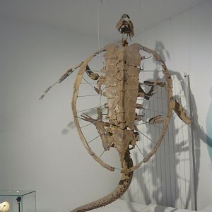 Allopleuron hoffmani