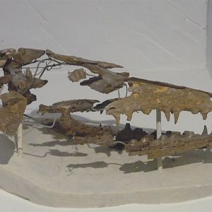 Mosasaurus lemonnieri skull