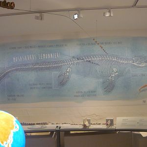 Mosasaurus lemonnieri information on the wall