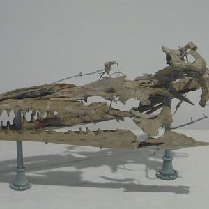 Mosasaurus lemonnieri skull
