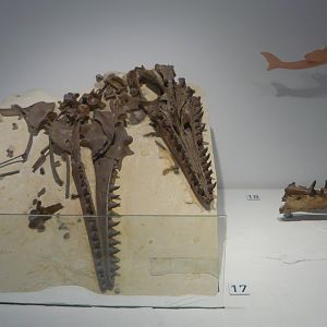 Mosasaurus lemonnieri skull