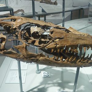 Prognathodon skull