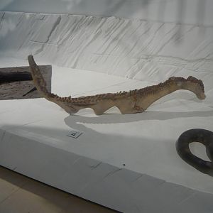 Tethysaurus nopscai